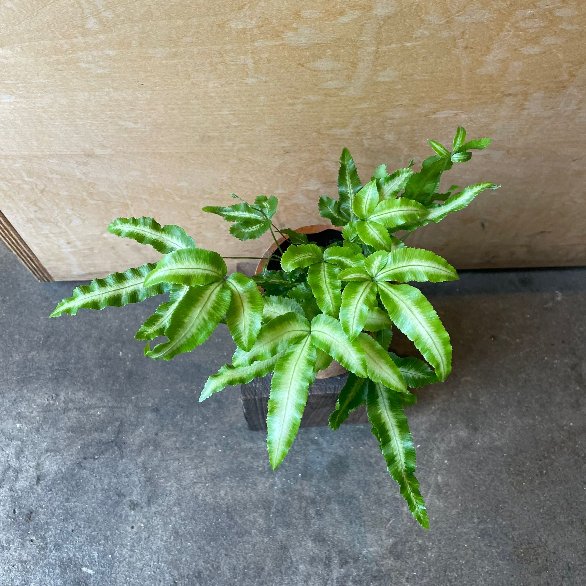 Brake fern プテリス アルボリネアータ