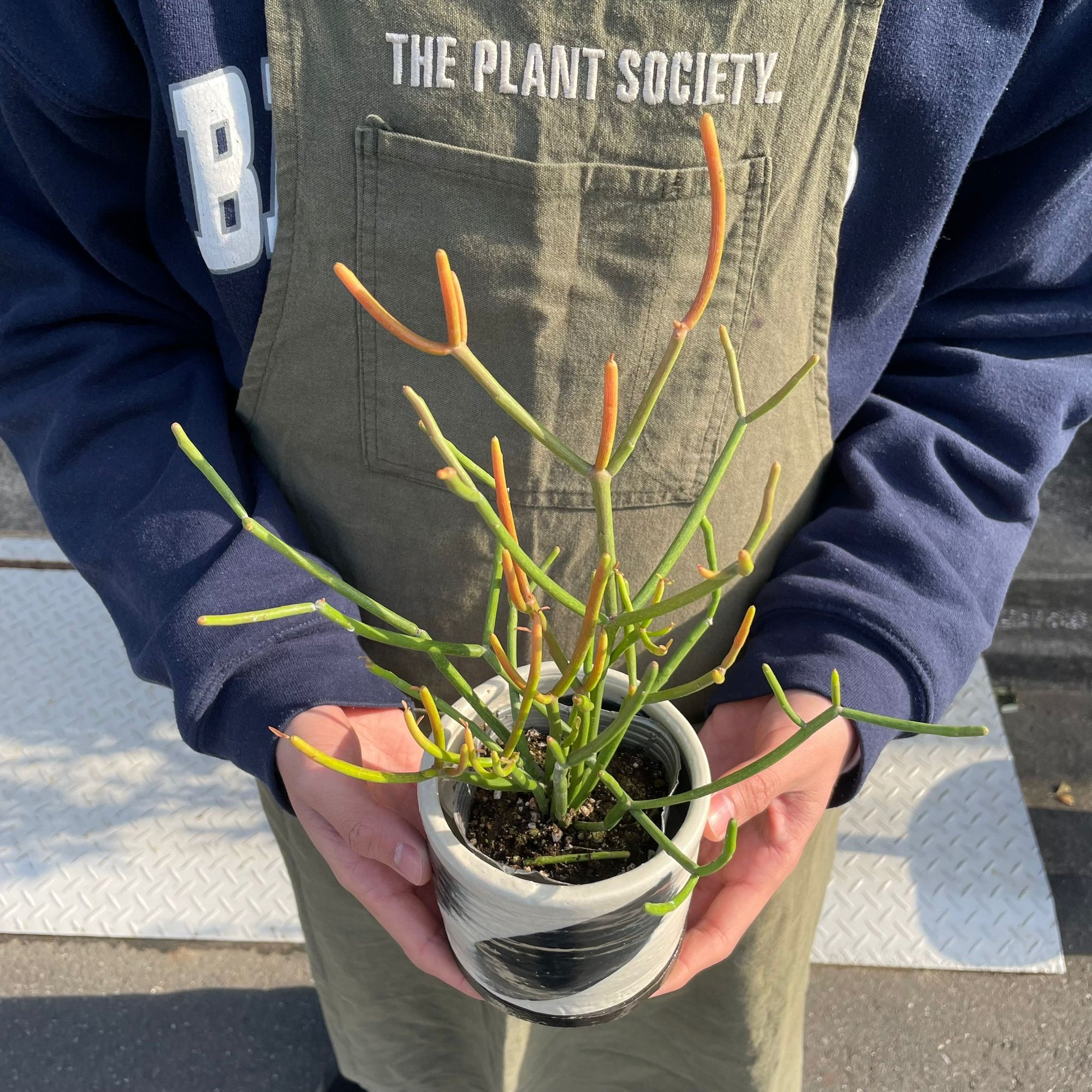 Euphorbia Tirucalli ‘Sticks on Fire’ ユーフォルビア ミルクブッシュ 'スティック オン ファイヤー'