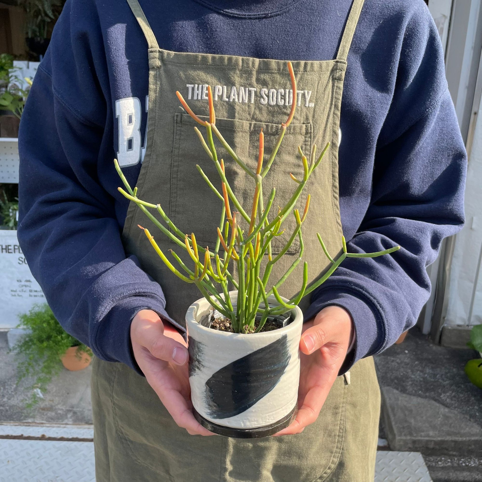 Euphorbia Tirucalli ‘Sticks on Fire’ ユーフォルビア ミルクブッシュ 'スティック オン ファイヤー'