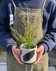 Euphorbia Tirucalli ‘Sticks on Fire’ ユーフォルビア ミルクブッシュ 'スティック オン ファイヤー'