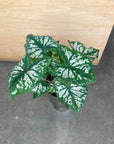 Caladium Assorted カラジウム アソート