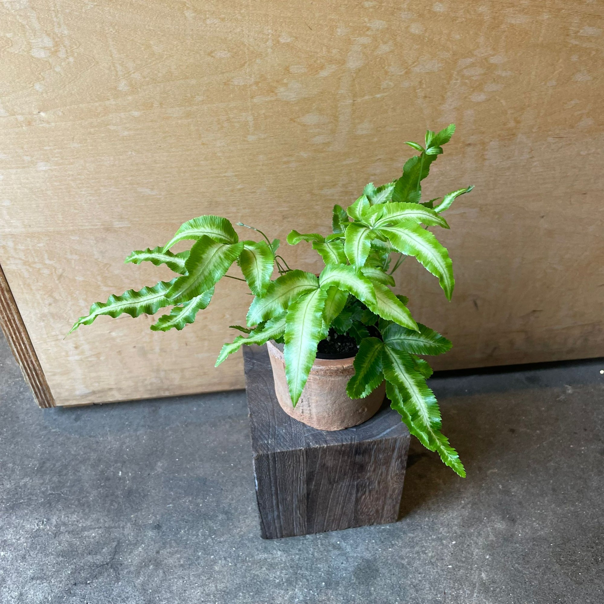 Brake fern プテリス アルボリネアータ