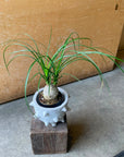 Ponytail Palm ノリナ ポニーテールパーム トックリラン