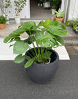 Fruit Salad Plant (Monstera deliciosa) モンステラ デリシオーサ