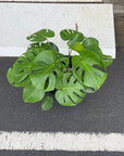 Fruit Salad Plant (Monstera deliciosa) モンステラ デリシオーサ