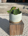 Pilea Peperomioides/Chinese Money Plant ピレア・ペペロミオイデス