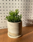 Rhipsalis リプサリス ハティオラバンブンソイデス