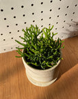 Rhipsalis リプサリス ハティオラバンブンソイデス