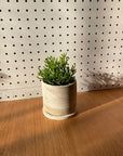 Rhipsalis リプサリス ハティオラバンブンソイデス