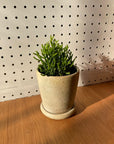 Rhipsalis リプサリス ハティオラバンブンソイデス