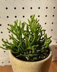 Rhipsalis リプサリス ハティオラバンブンソイデス