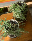 Rhipsalis リプサリス フロストシュガー