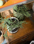 Rhipsalis リプサリス フロストシュガー