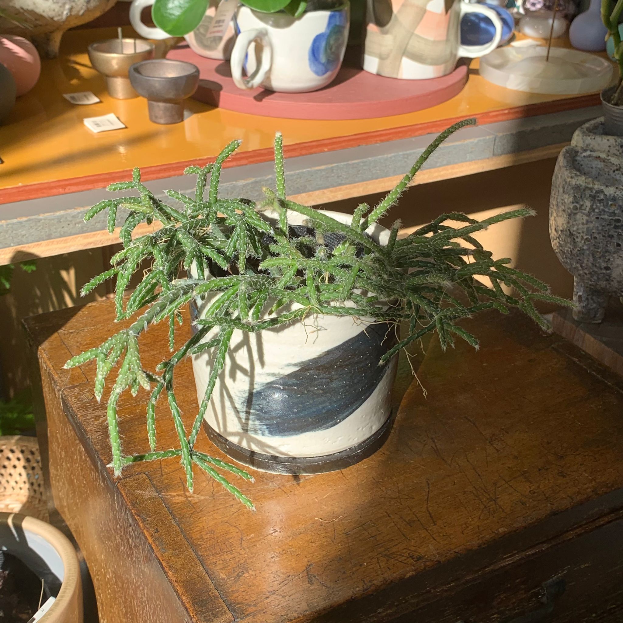 【専用】リプサリス✳︎さま Amazon｜リプサリス 9種類から選べる サボテン 多肉植物 3号