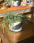 Rhipsalis リプサリス フロストシュガー