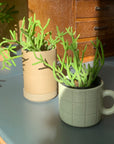 Rhipsalis リプサリス ヘテロクラタ