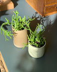Rhipsalis リプサリス ヘテロクラタ