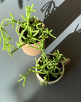 Rhipsalis リプサリス ヘテロクラタ