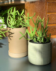 Rhipsalis リプサリス ヘテロクラタ