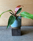 Philodendron "Sun Red" フィロデンドロン サンレッド