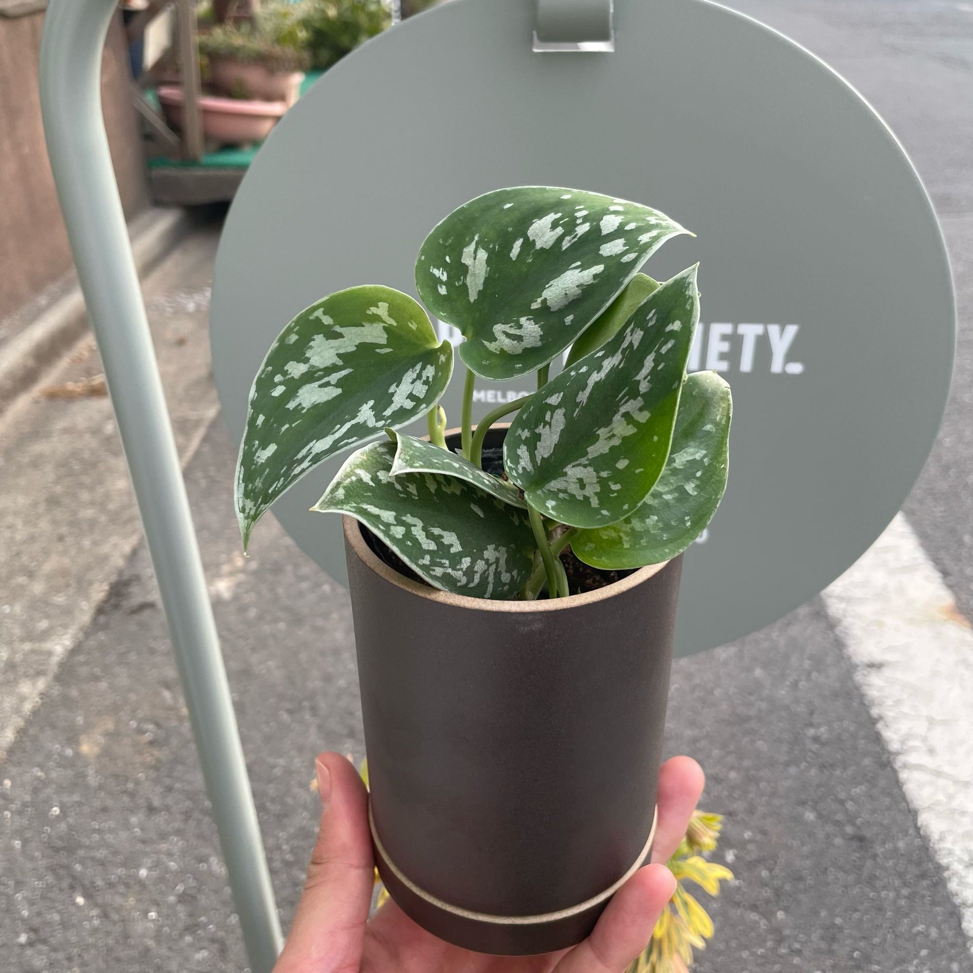 Satin Pothos スキンダプサス アルギラウス