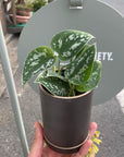 Satin Pothos スキンダプサス アルギラウス