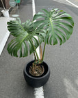 Fruit Salad Plant (Monstera deliciosa) モンステラ デリシオーサ