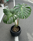 Fruit Salad Plant (Monstera deliciosa) モンステラ デリシオーサ