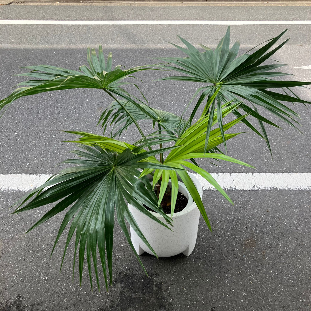 ビロウヤシ I インドアプランツ I プラントソサエティトーキョー
