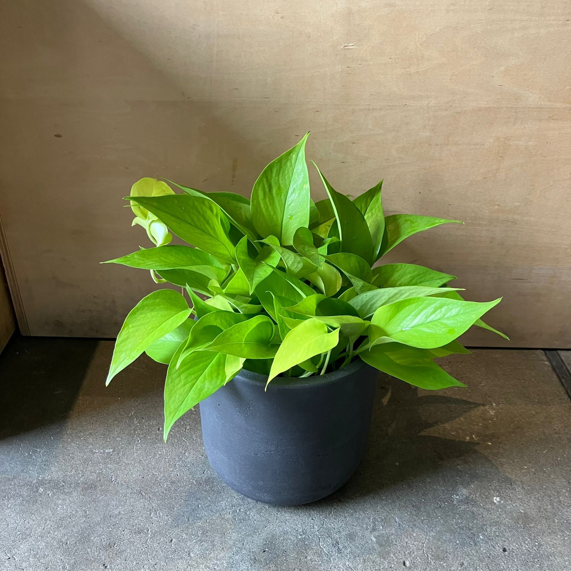 Neon Pothos ネオン・ポトス