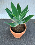Agave attenuata アガベ アテナータ レイオブライト 斑入り Size 5
