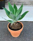 Agave attenuata アガベ アテナータ レイオブライト 斑入り Size 5