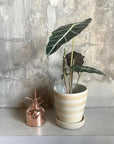 Alocasia 'Amazonica Polly' アロカシア アマゾニカ ポリー