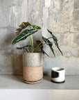 Alocasia 'Amazonica Polly' アロカシア アマゾニカ ポリー