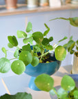 Pilea Peperomioides/Chinese Money Plant ピレア・ペペロミオイデス