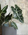 Alocasia 'Amazonica Polly' アロカシア アマゾニカ ポリー