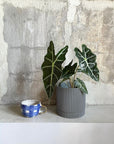 Alocasia 'Amazonica Polly' アロカシア アマゾニカ ポリー