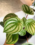 Watermelon Peperomia ウォーターメロンペペロミア(スイカ ペペ)