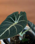 Alocasia 'Black Velvet' アロカシア ブラックベルベット Size 3