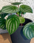 Watermelon Peperomia ウォーターメロンペペロミア(スイカ ペペ)