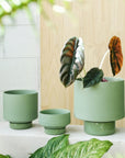 Olive Green Collectors Gro Pot by Angus & Celeste コレクターズグロウ オリーブグリーン