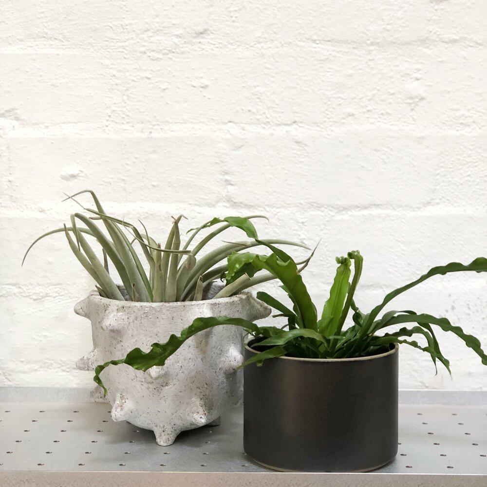 Planter in Black by Hasami Porcelain プランター ブラック ハサミ