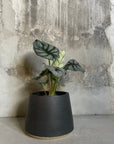 Alocasia 'Silver Dragon' アロカシア シルバードラゴン