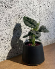 Alocasia 'Silver Dragon' アロカシア シルバードラゴン