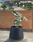 Alocasia 'Silver Dragon' アロカシア シルバードラゴン