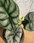Alocasia 'Silver Dragon' アロカシア シルバードラゴン