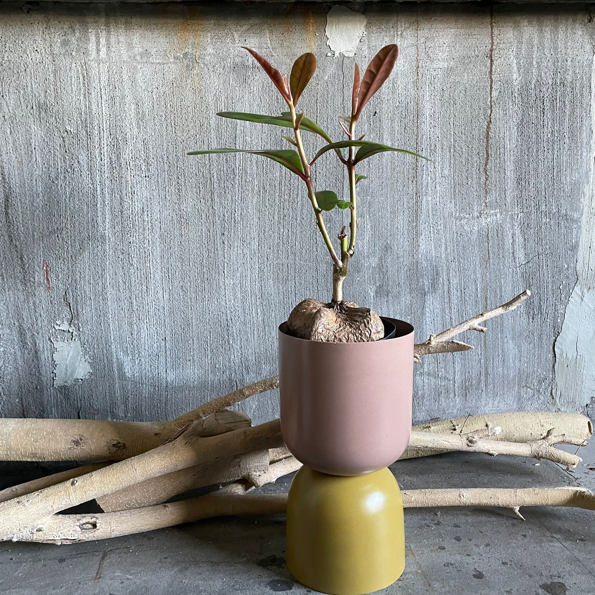 Burling Tonia バーリング トニア