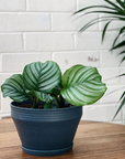 Peacock Plant (Calathea Orbifolia) カラテア オルビフォリア