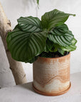 Peacock Plant (Calathea Orbifolia) カラテア オルビフォリア