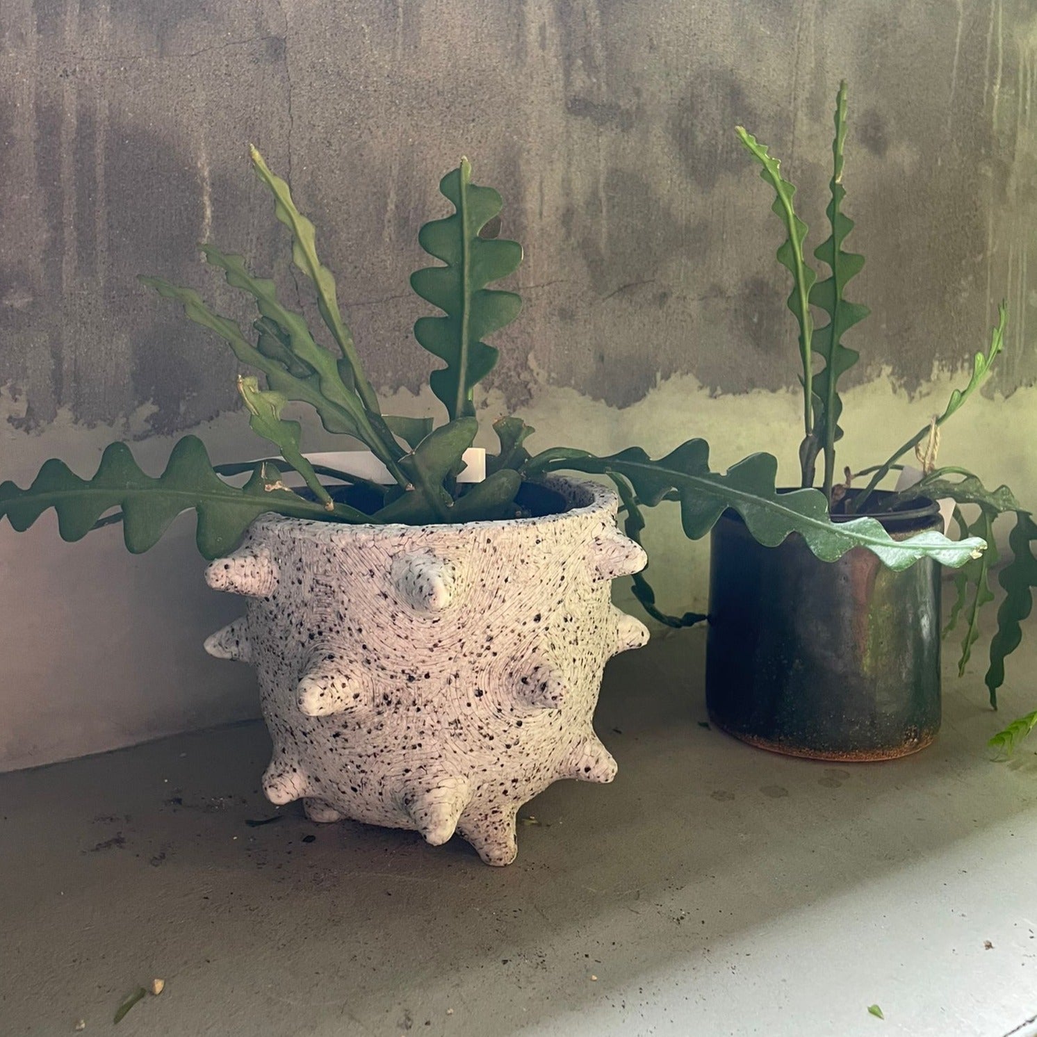 エピフィラム・クリソカルディウム （フィッシュボーンカクタス） I